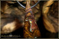 Preview: Yowah Boulder Opal Pendant - 57,38ct